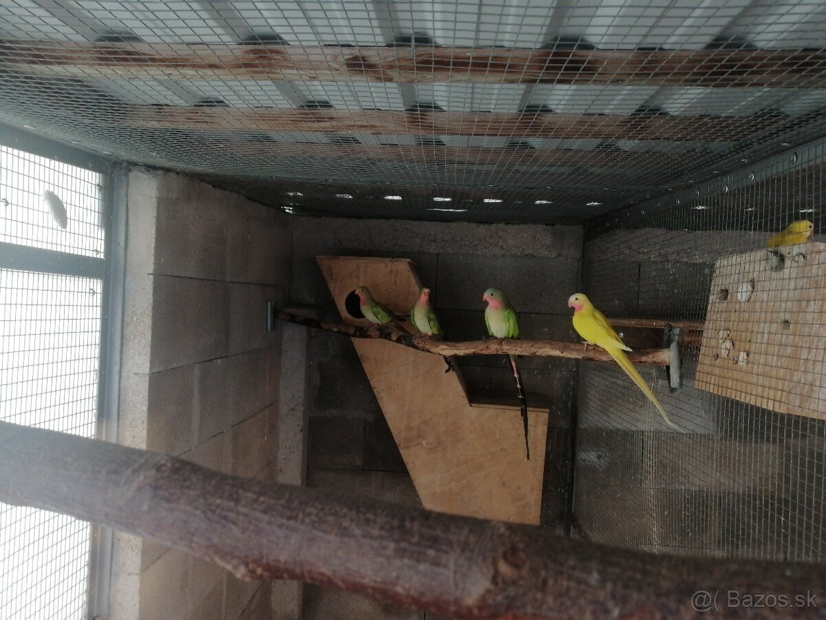 Papagáj alexandrin princ