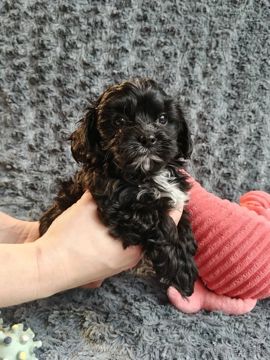 Ruská farebná bolonka s PP – šteniatka z CHS Tlapky radosti