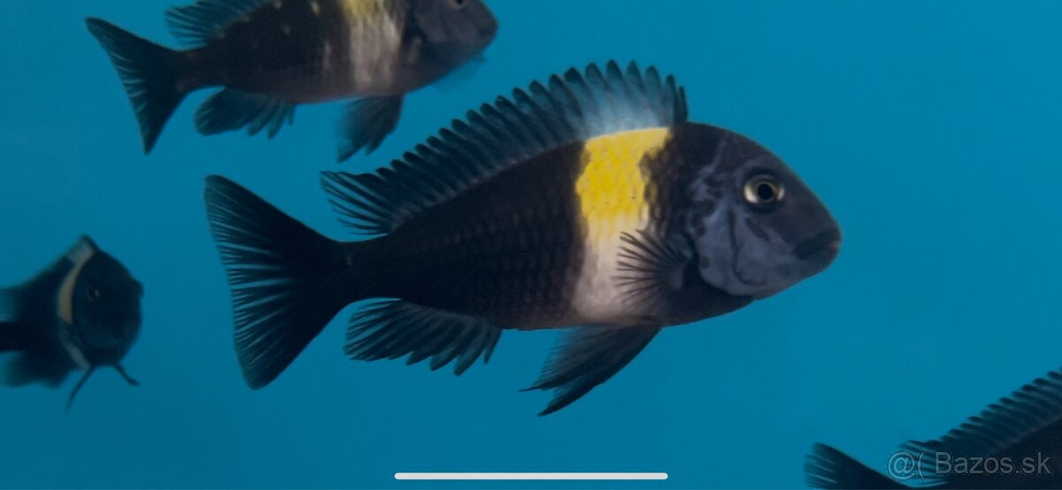 Africké cichlidy, rôzne druhy