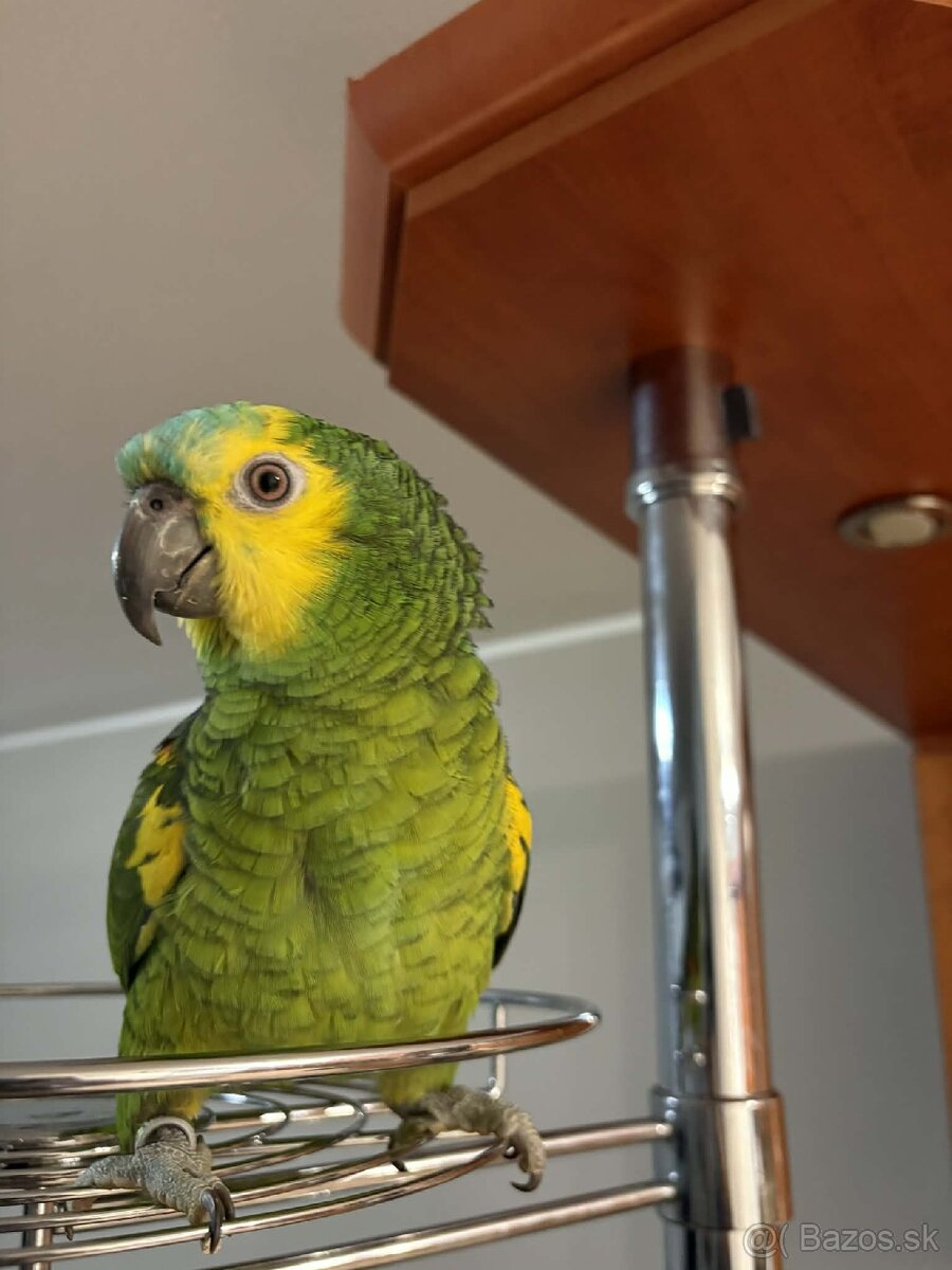 Amazoňan modročelý