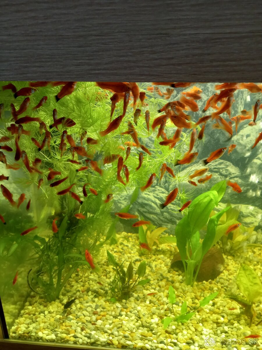 Predam mecune cervene a zelene