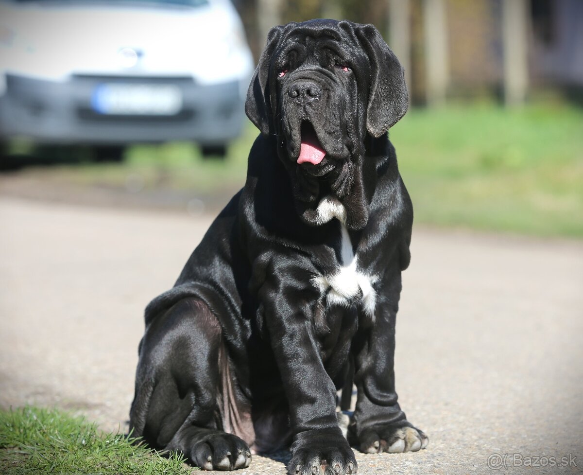 Neapolský mastiff, Mastino napoletano, Neapolitan mastiff