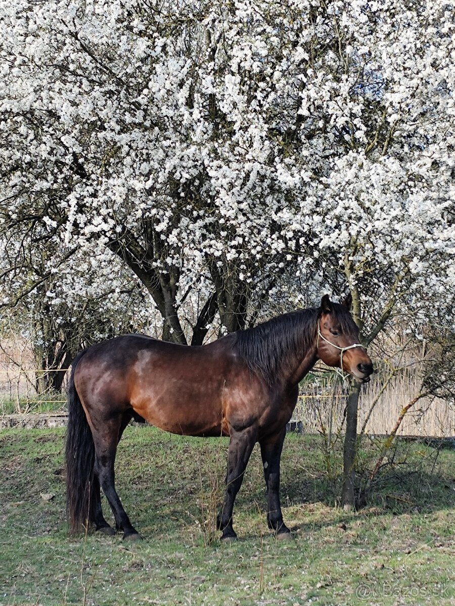 Pripustanie AQHA, APHA, APPA, aj ine