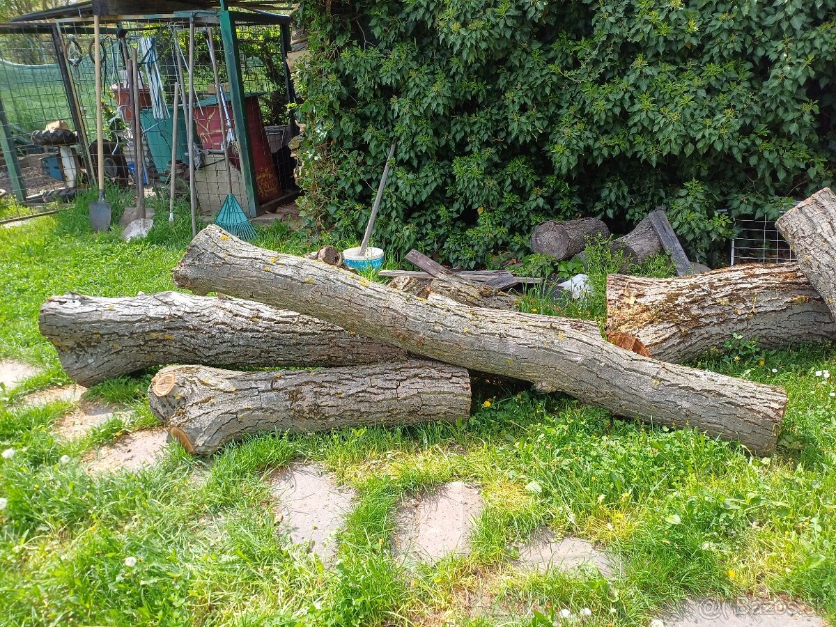 Orechový kmeň