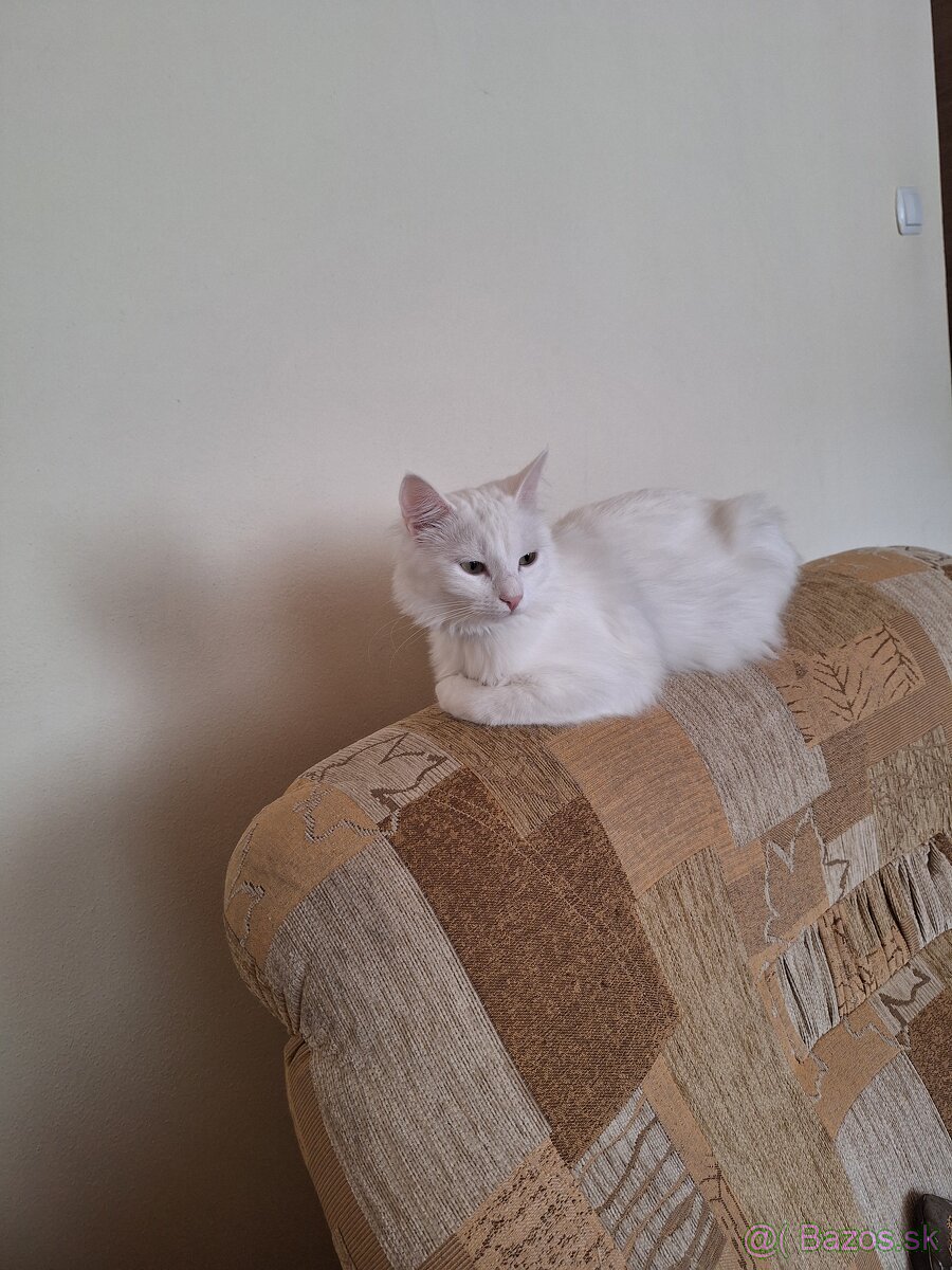 Biela mačička
