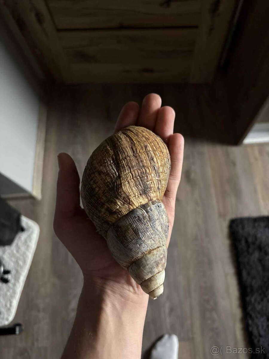 Slimák