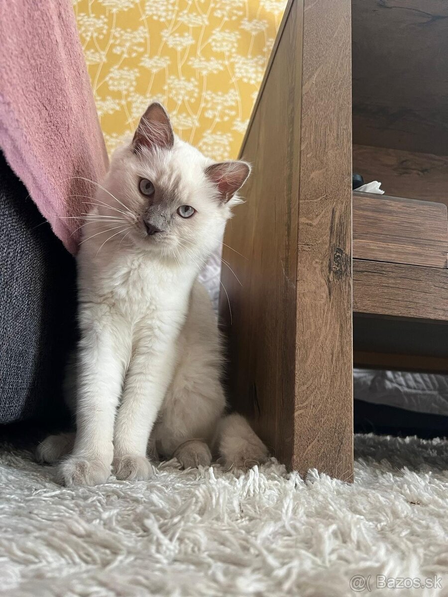 Ragdoll kocúrik 4mes.