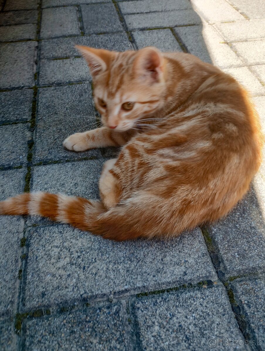 Darujem ryšavé mačiatko