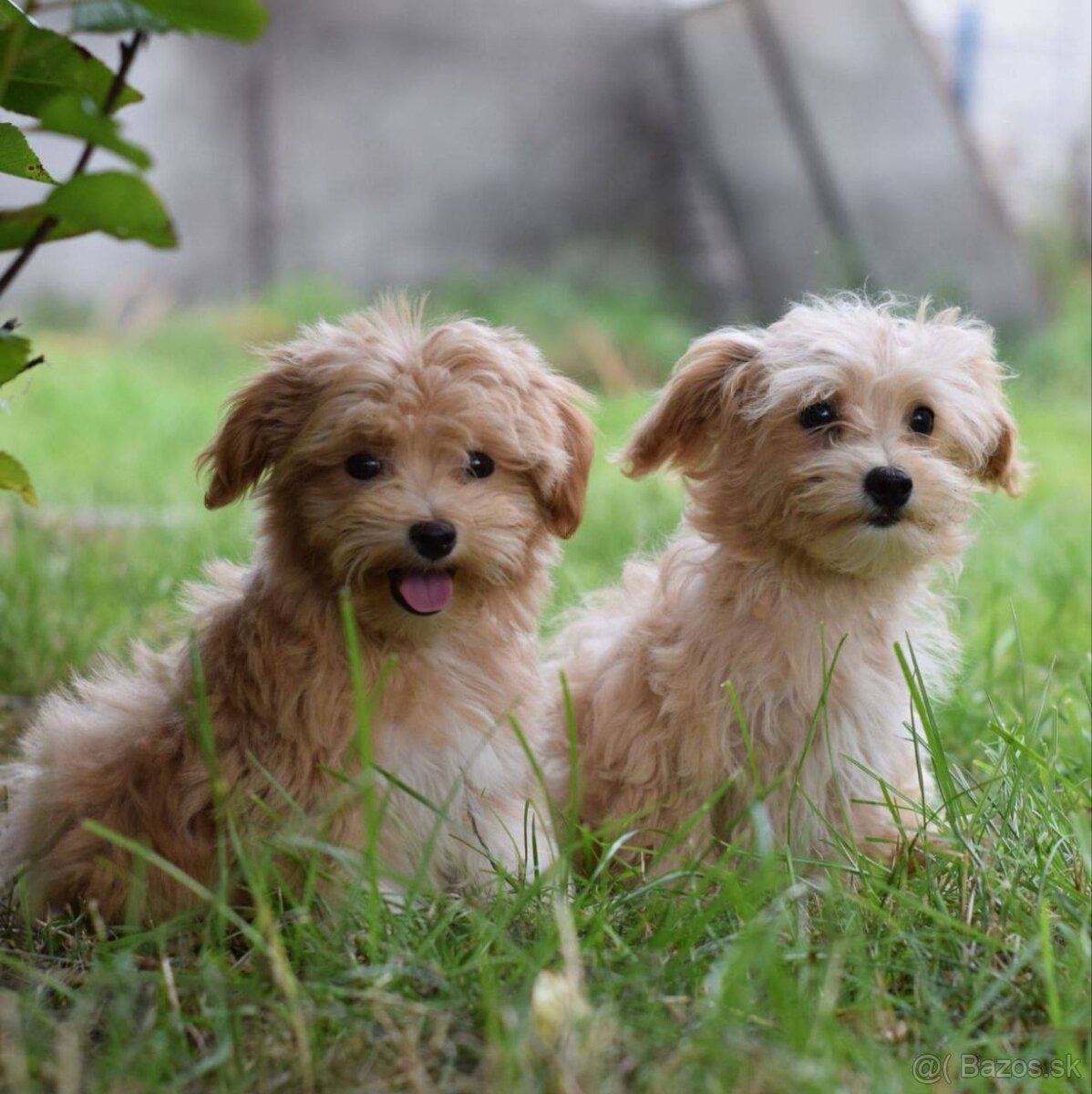 Maltipoo samice