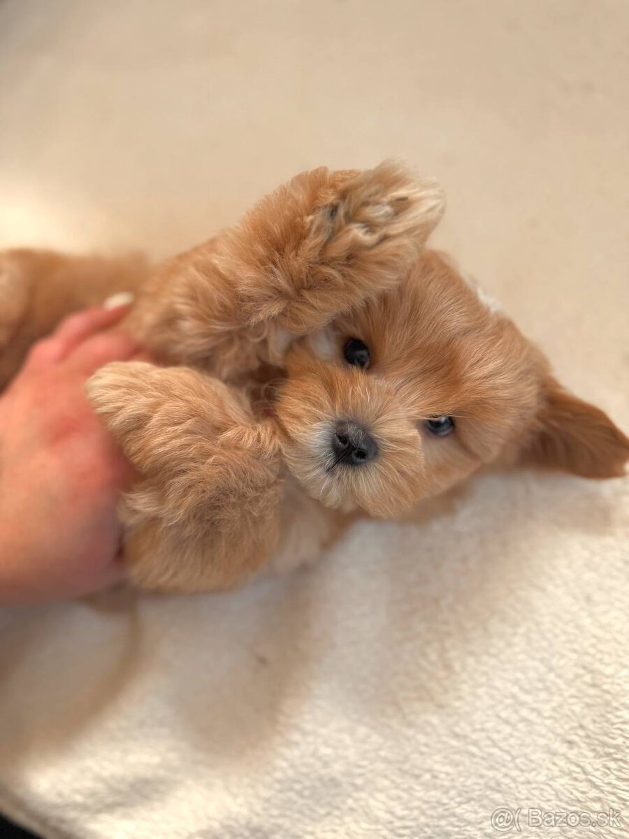 Maltipoo samice
