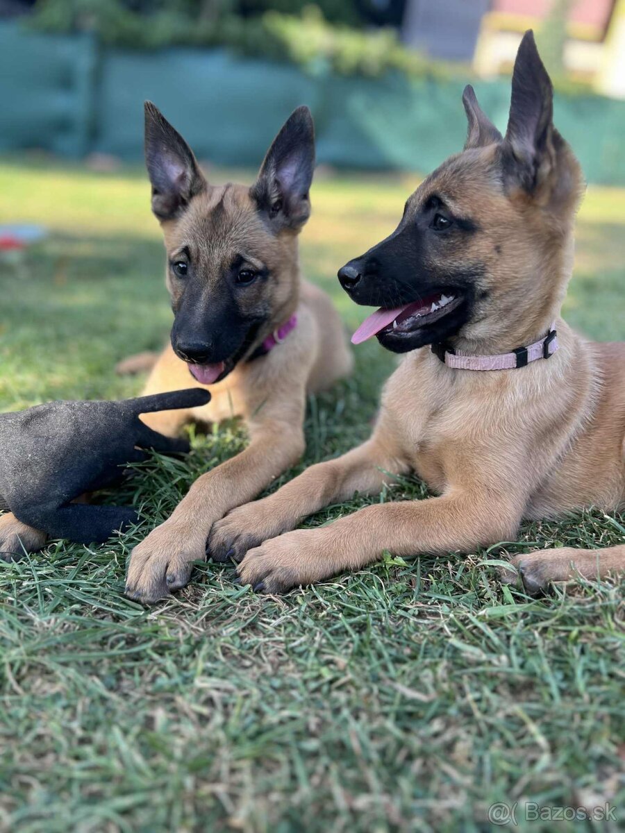 Belgický ovčiak Malinois