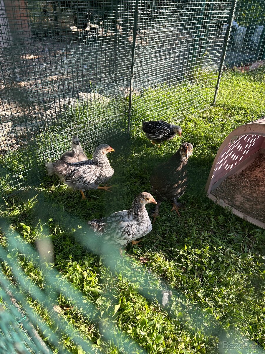 kuriatka wyandotky zdrobnenej