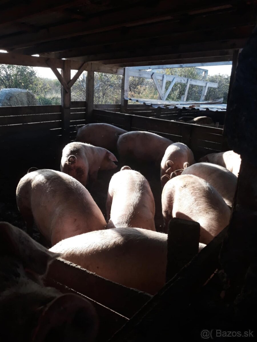 Výkrmové ošípané