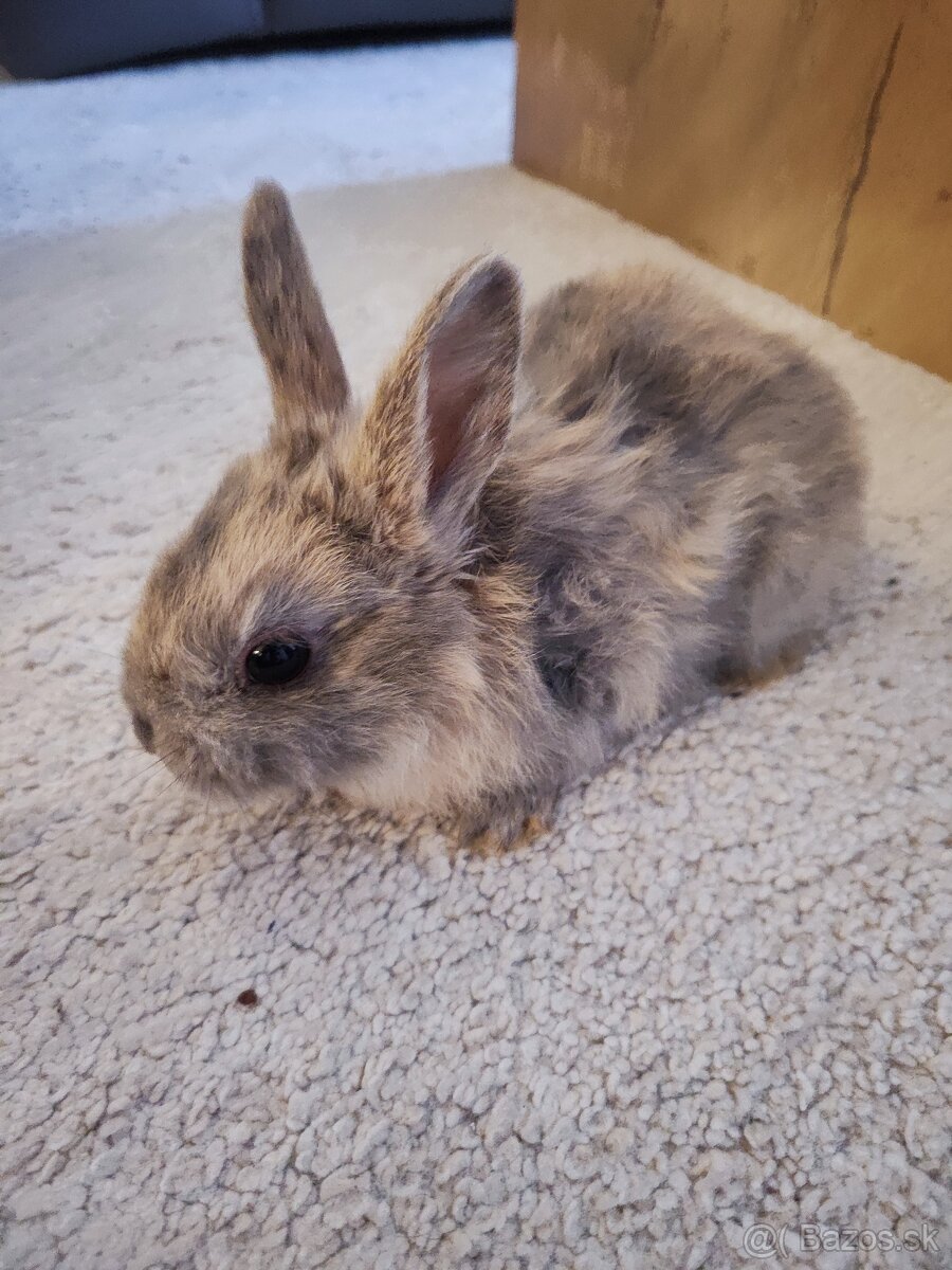 Rozkošni zakrsli zajacikovia