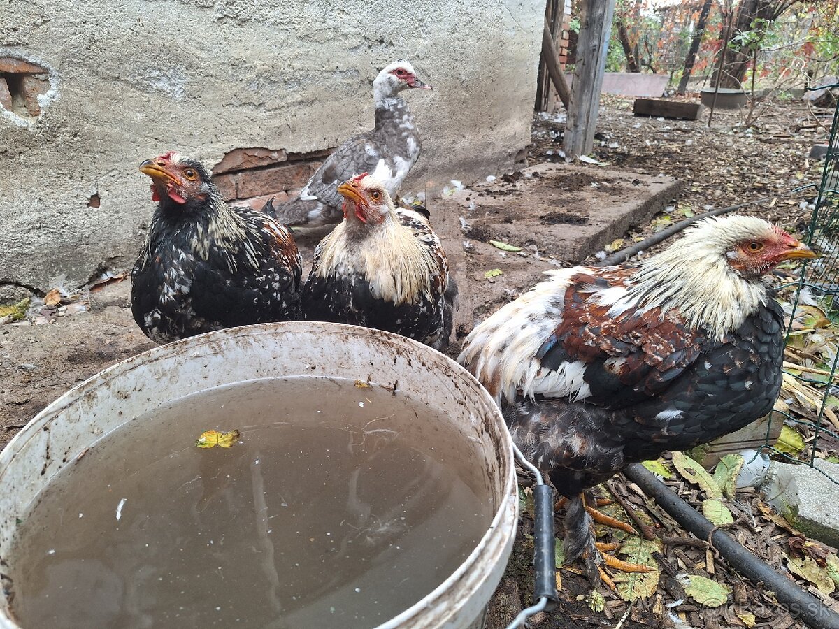 Predam kohutov miesanych Brahman