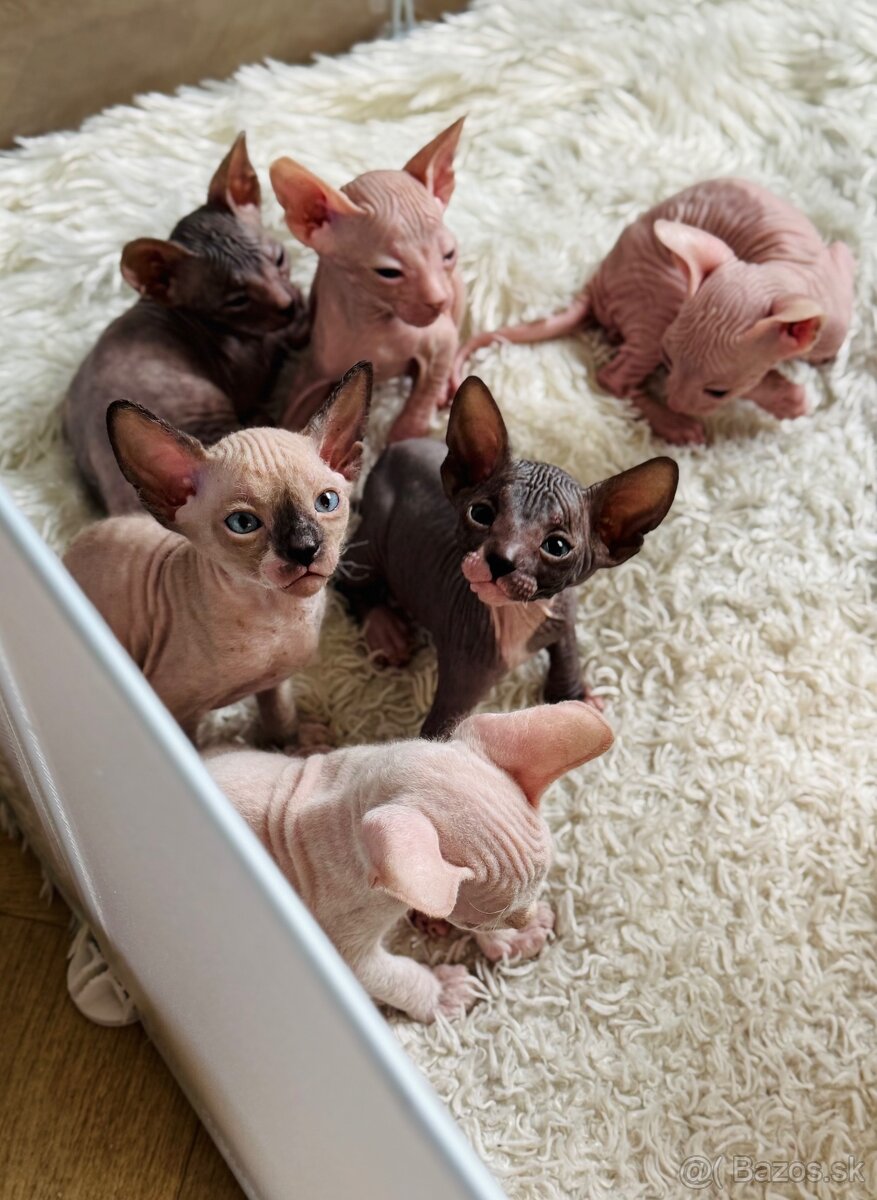 Don sphynx