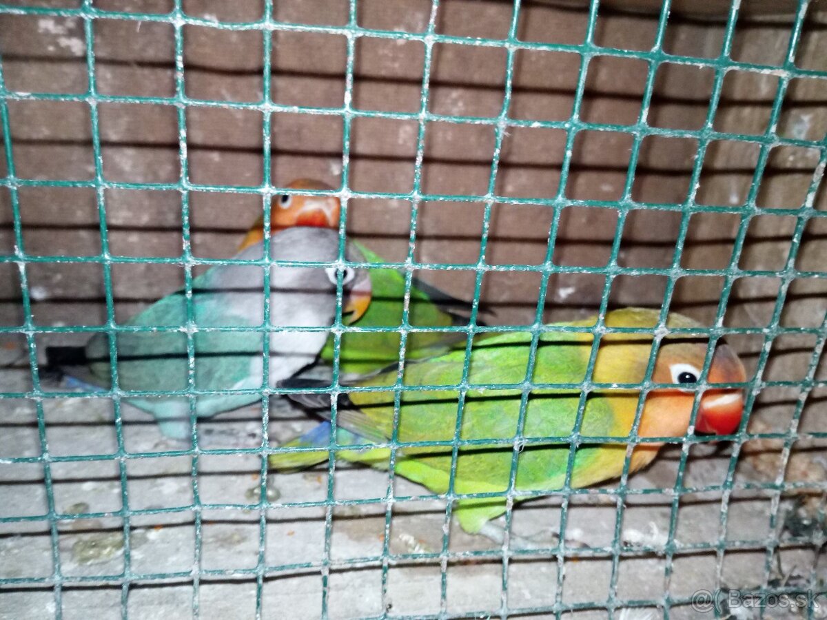 Agapornis Fisher