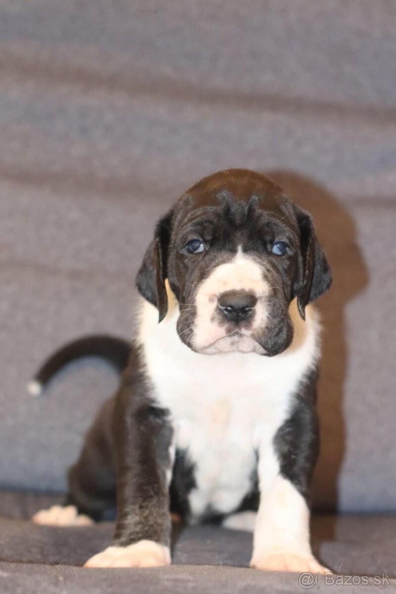 Nemecka doga