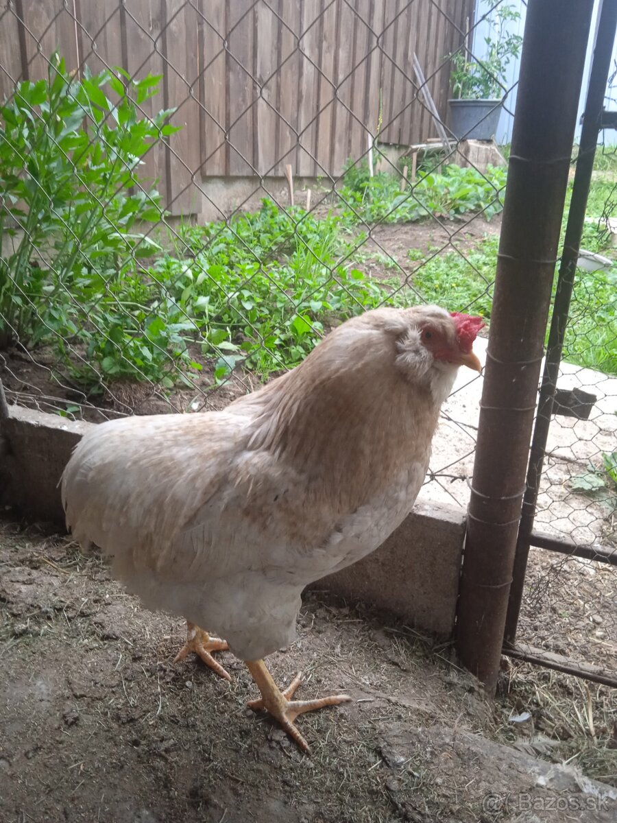Araucana Araukana