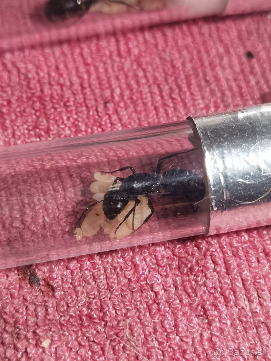 Camponotus vagus