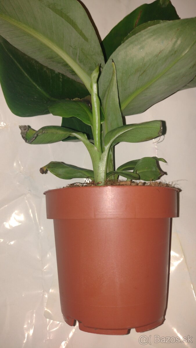 MUSA BASJOO