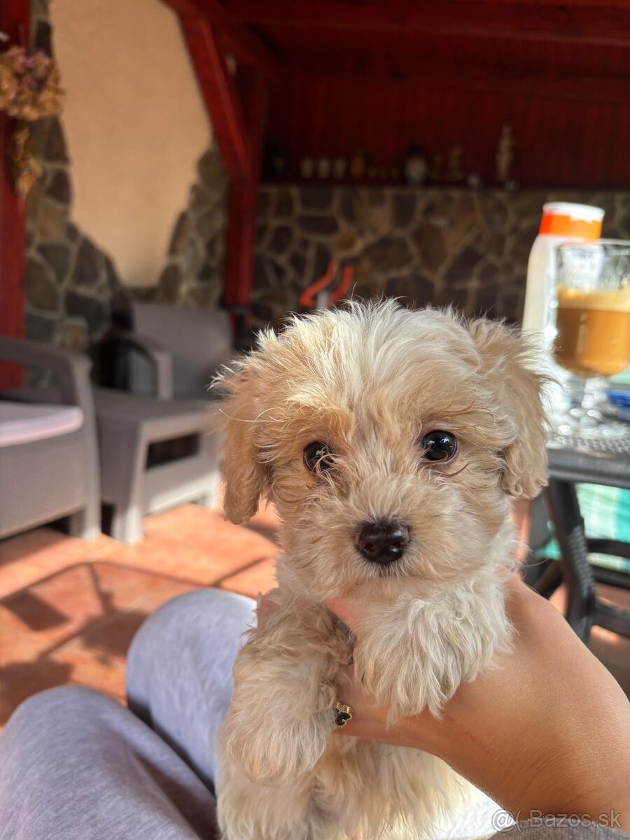 Maltipoo