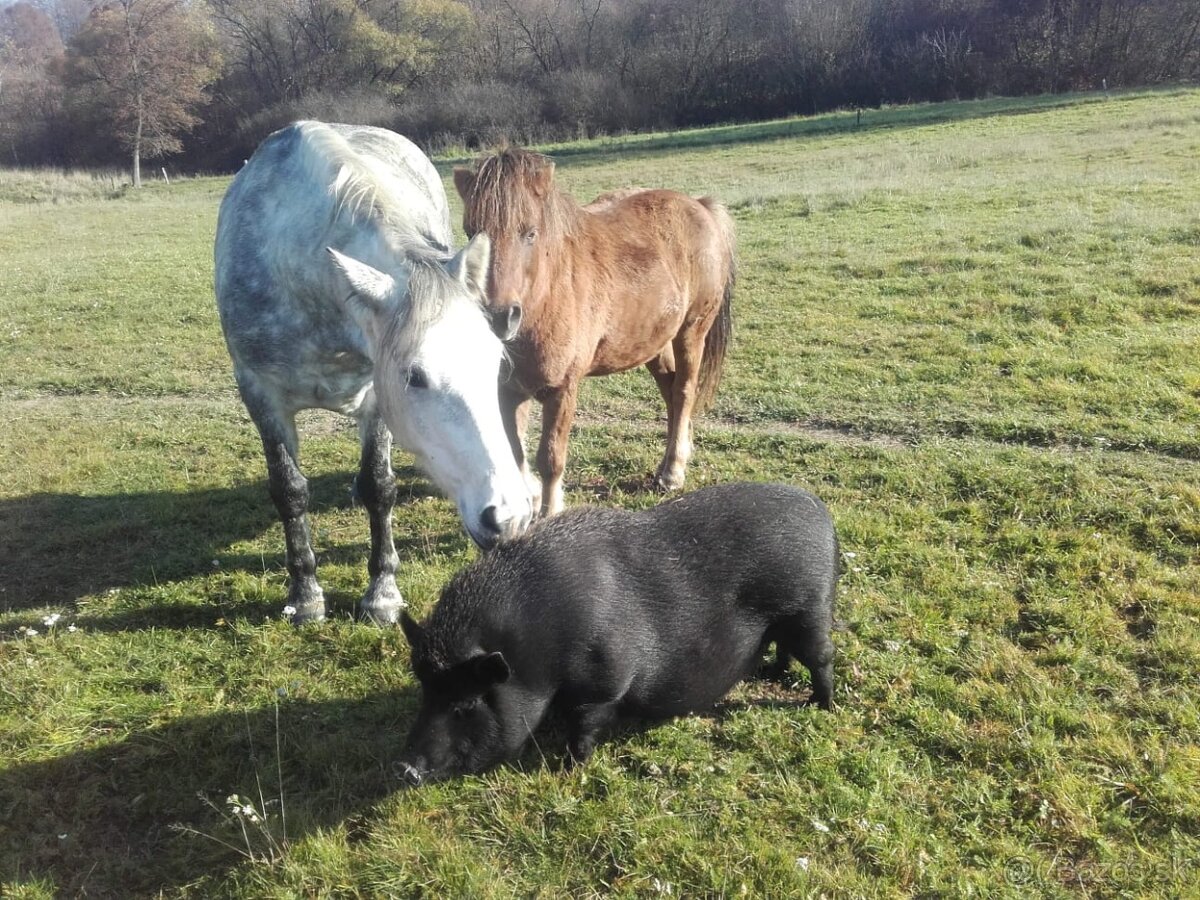 Prasiatka 2 mesačné krížence vietnamskej prasnice