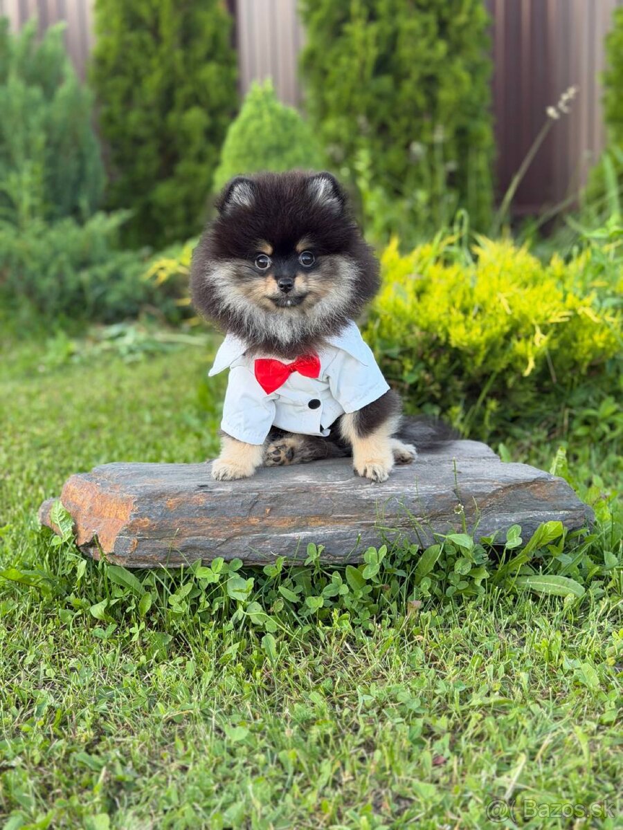 Male pomeranian Alex