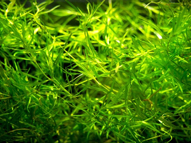 Najas guadalupensis