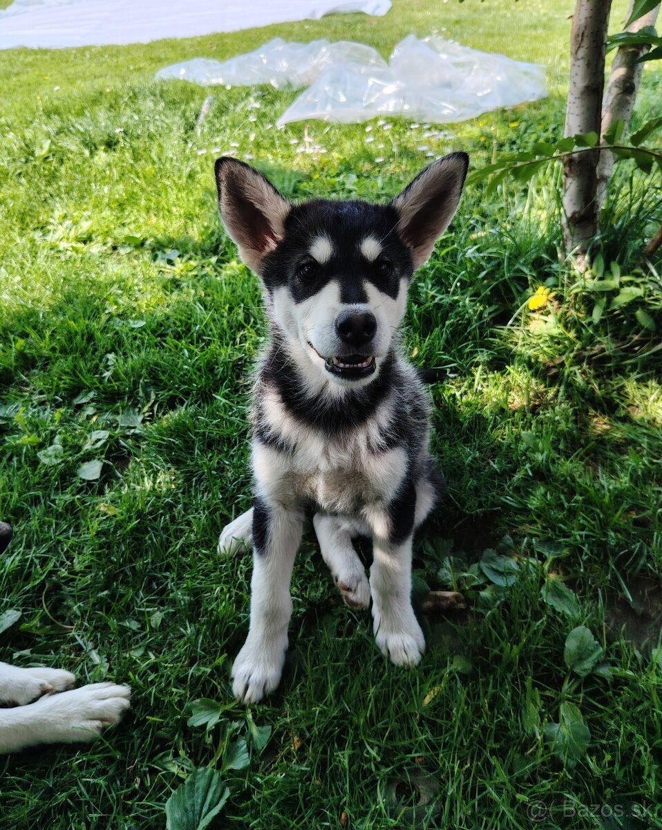 Predám šteniatko Mix husky/malamut