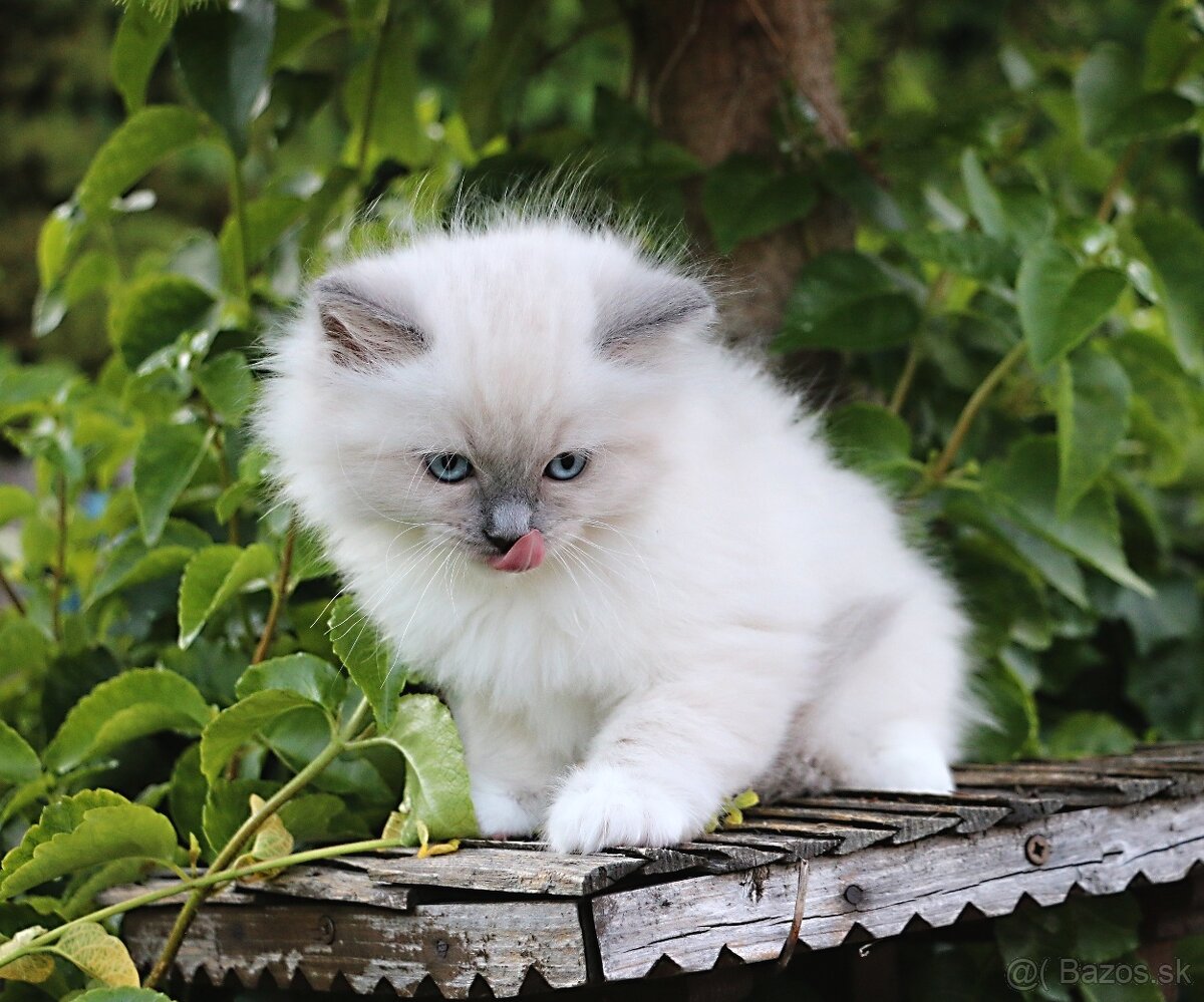 Ragdoll - láska na celý život