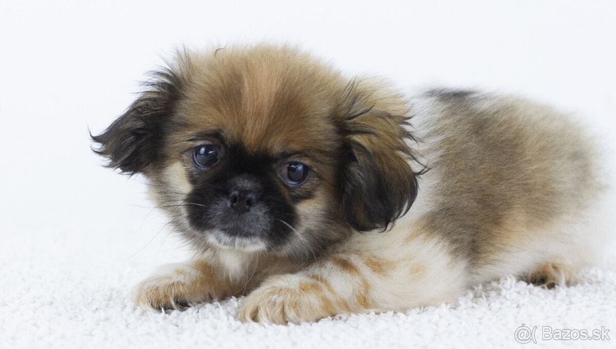 Predám šteniatko šicu