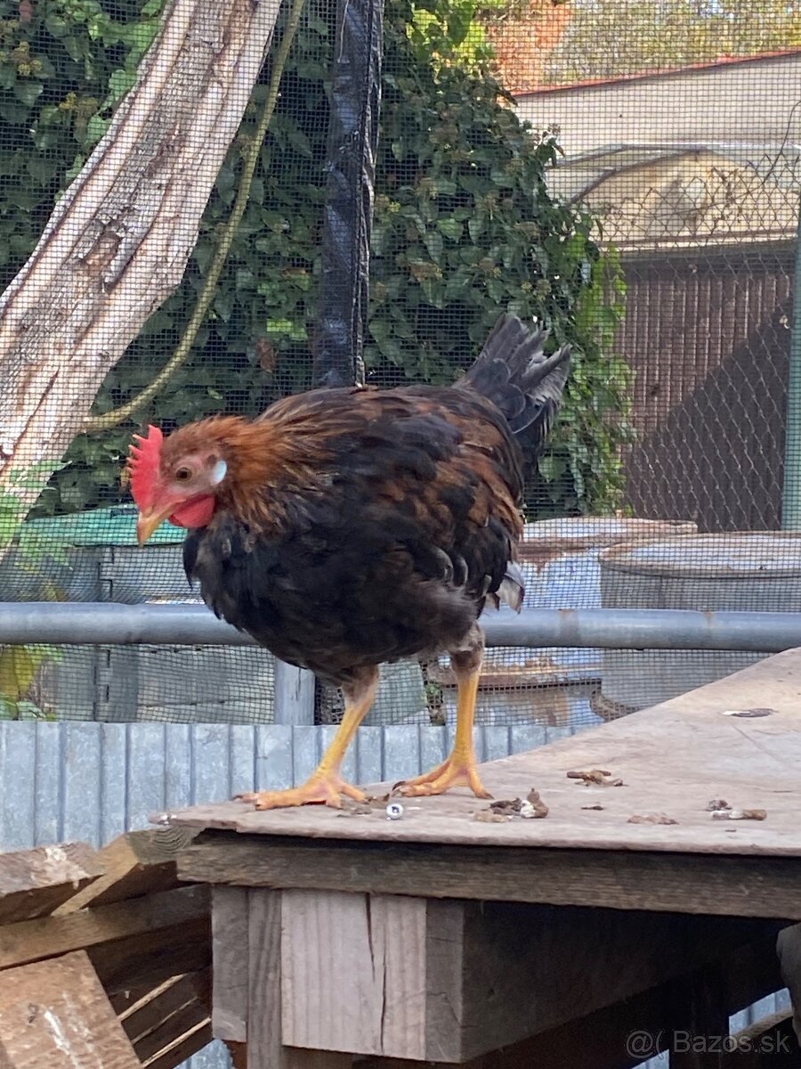 Predám kohúta Vlašky jarabičej