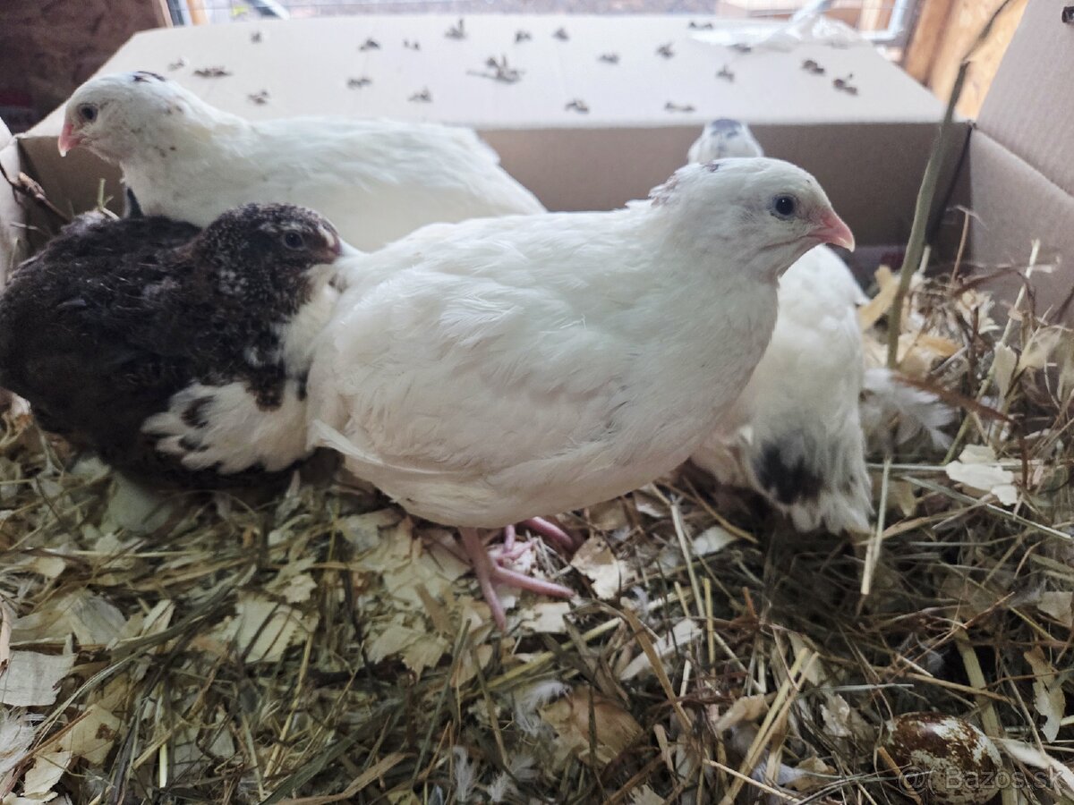 Prepelice TEXAS sliepky v znaške