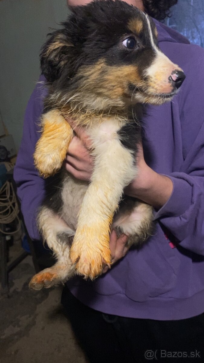 Trojmesačné šteniatka Border kólie