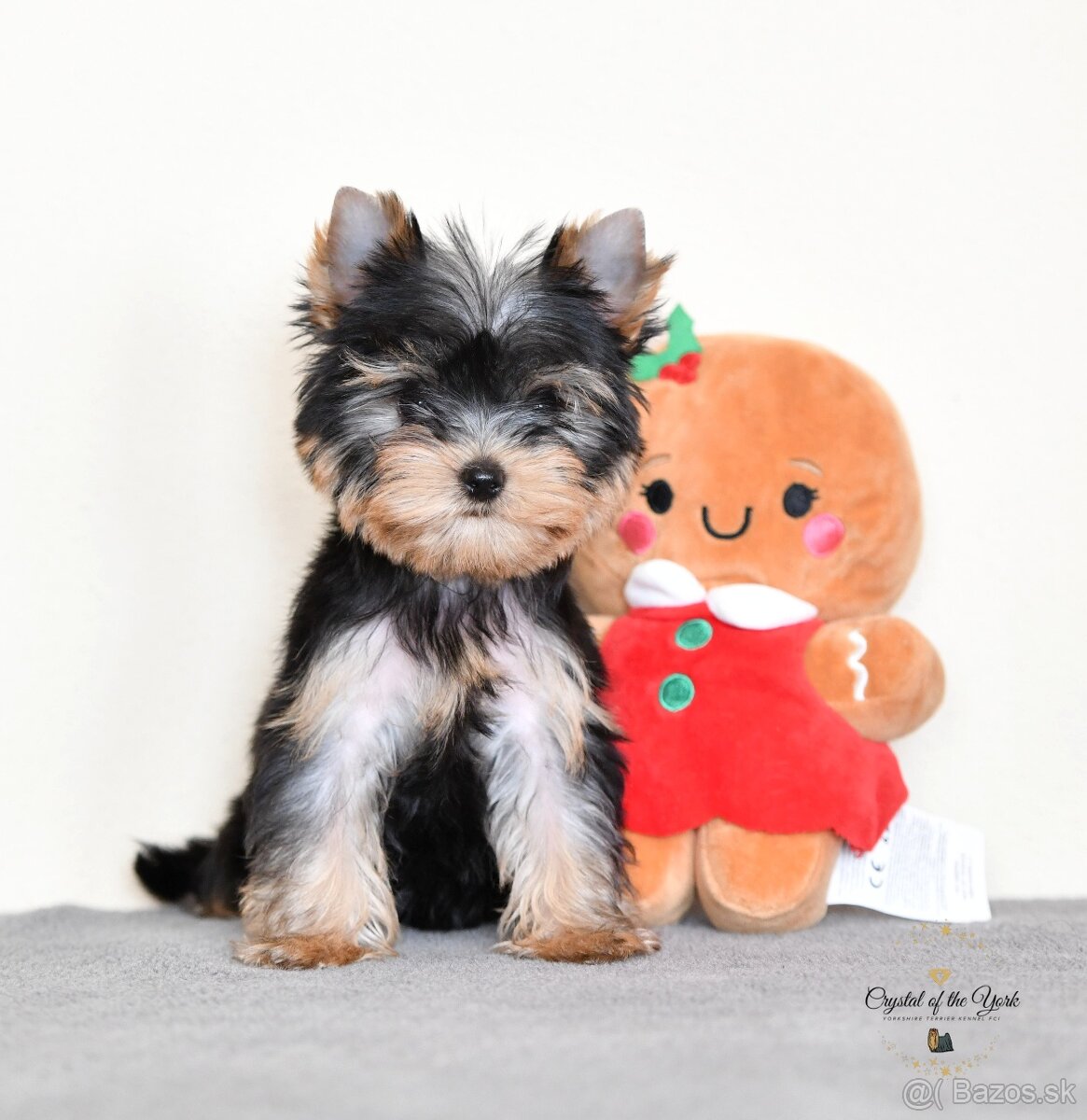 YORKSHIRE TERRIER s PP rodokmenom - yorkshirsky terier