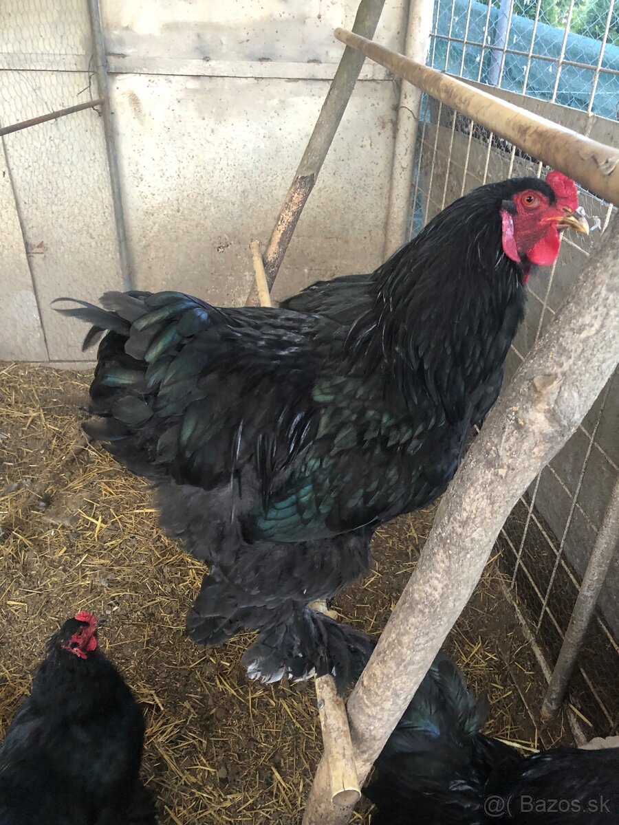 Brahman velka forma