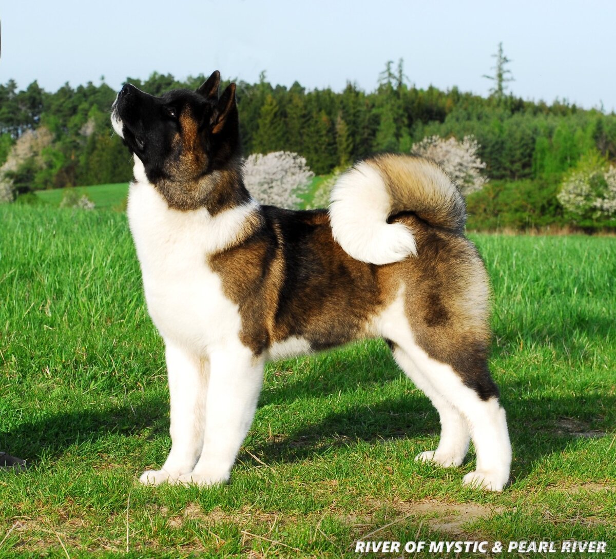 Americká Akita