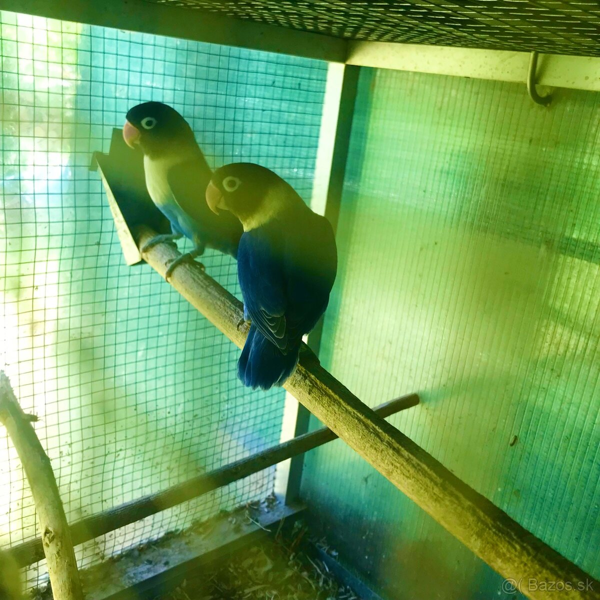 Agapornis skraboskovy