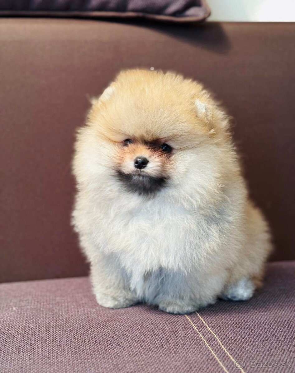 Pomeranian