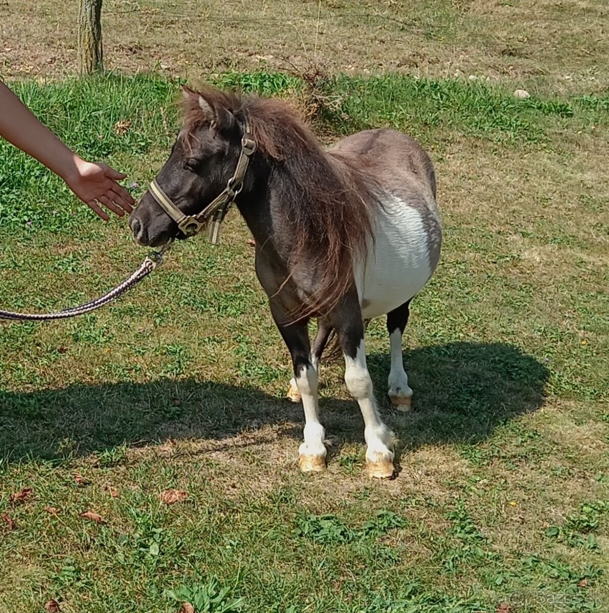 Predám žrebca mini pony