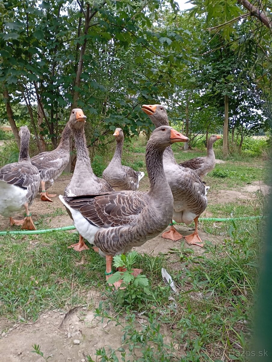 Predám husi landeske
