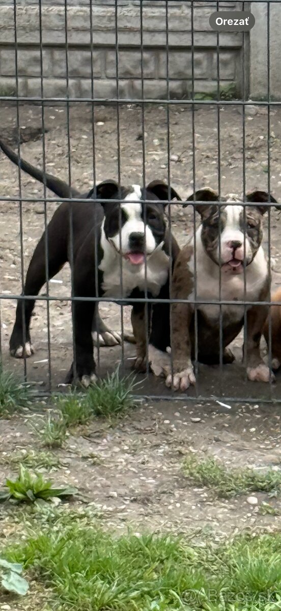 American bully