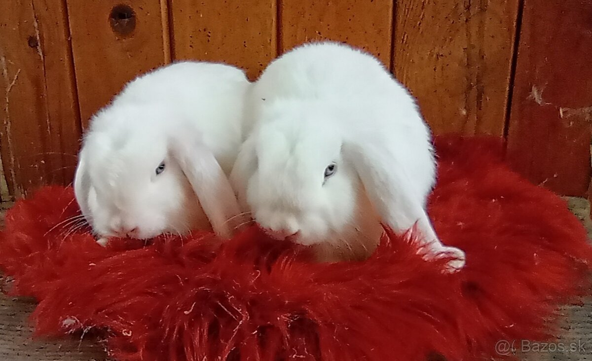 Predám zakrsle barančeky