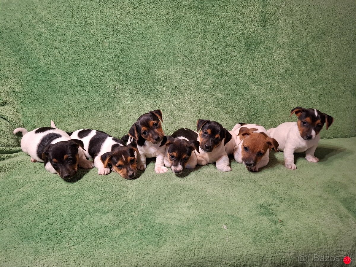 Jack russell teriér