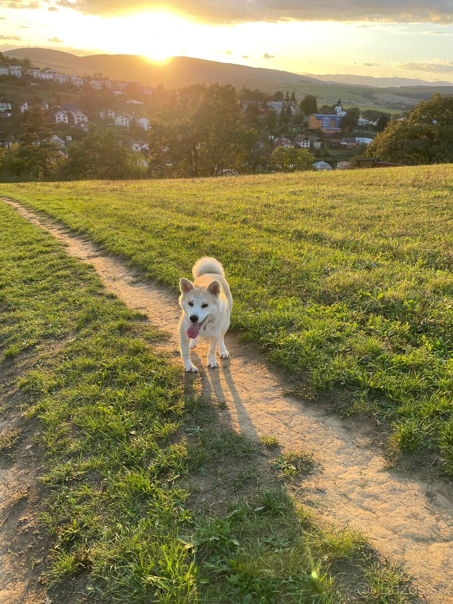 Akita inu