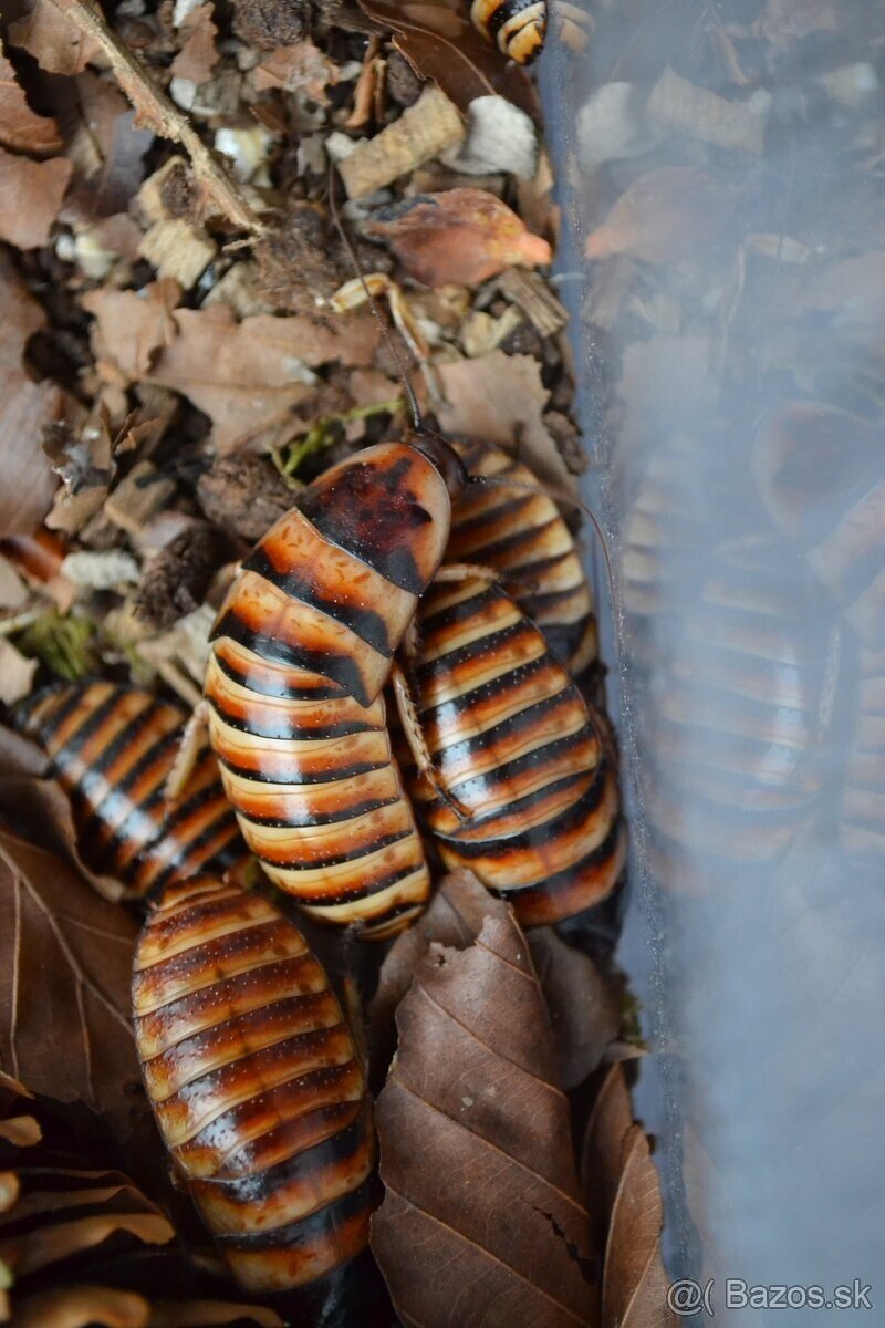 Elliptorhina javanica