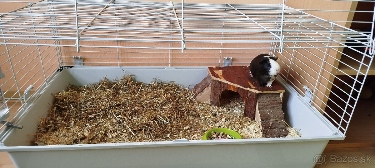 Predám mladé morča aj s kompletnou výbavou