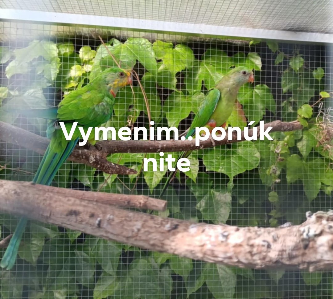 Výmena