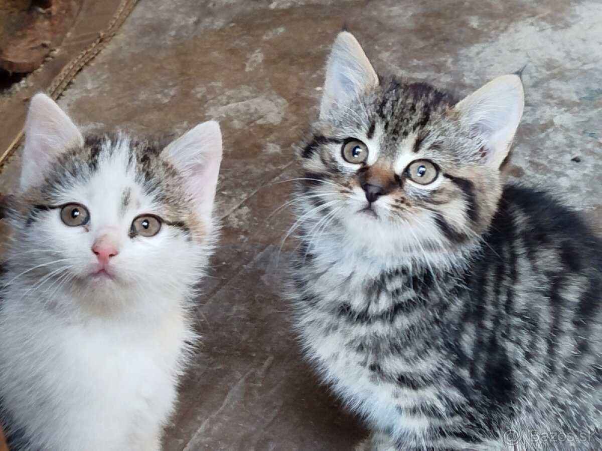 Darujem dve mačičky